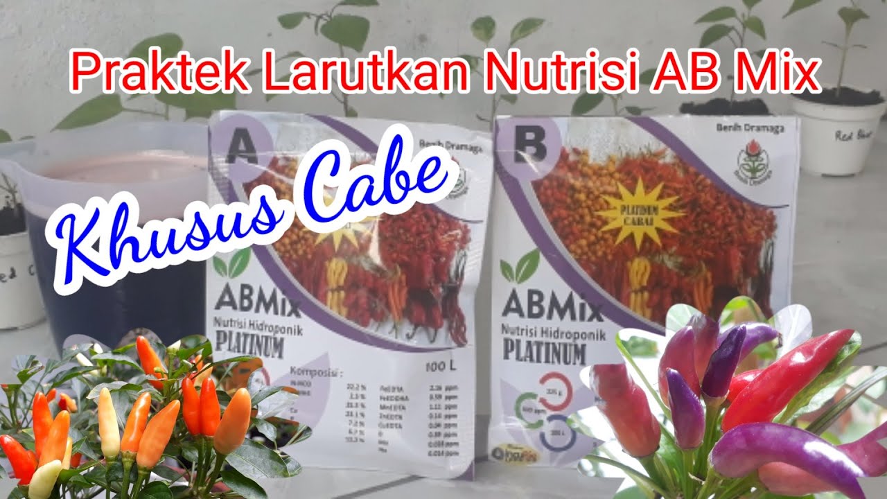 Praktek Melarutkan/Mencairkan Nutrisi AB Mix Khusus Cabai/Cabe