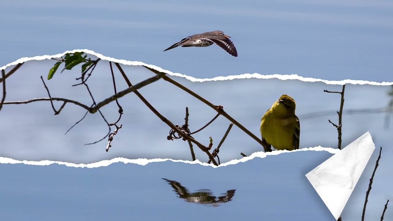 Best of the Birds Photos -  Robert  Saul