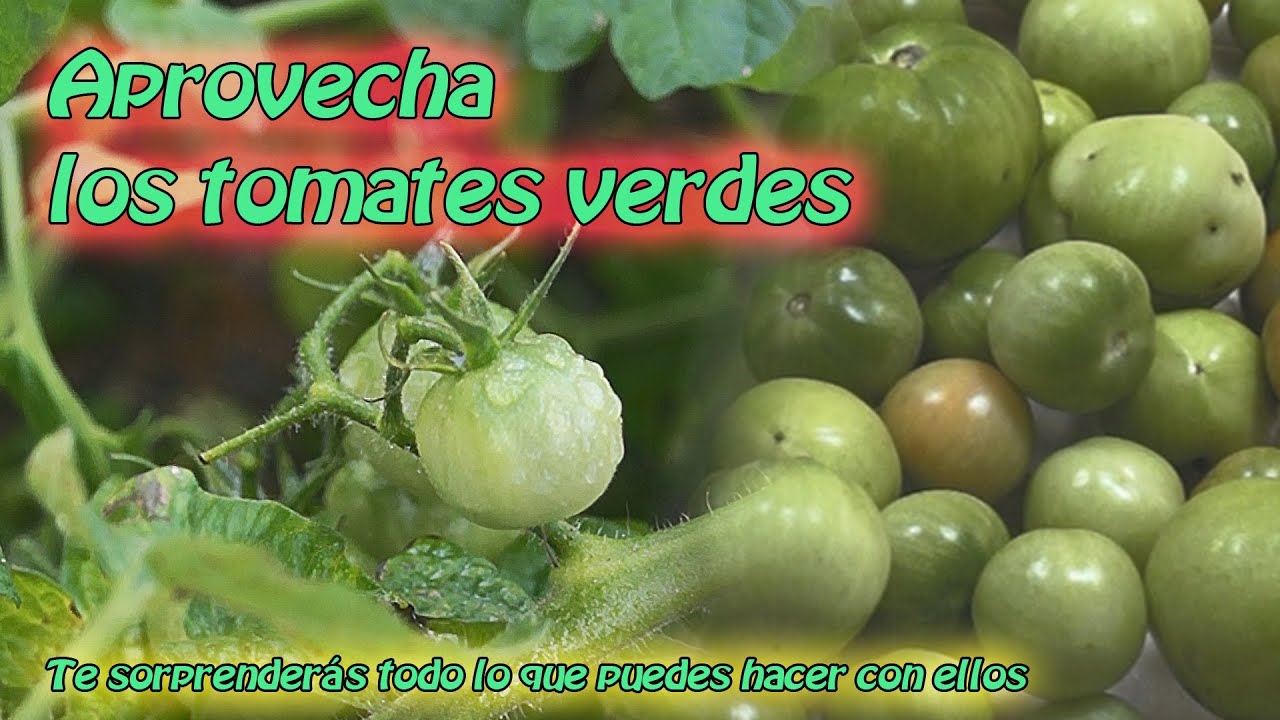 Aprovecha los tomates verdes