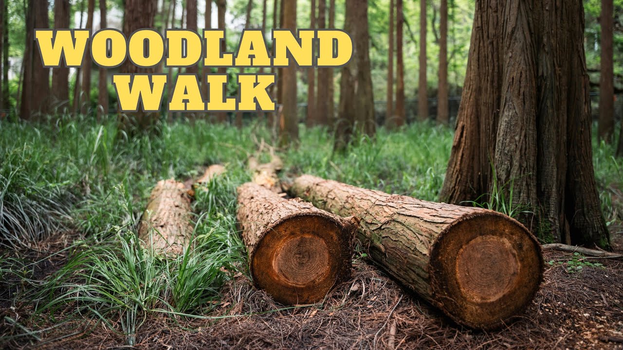 Exploring the Woodland: What Will We Discover? 