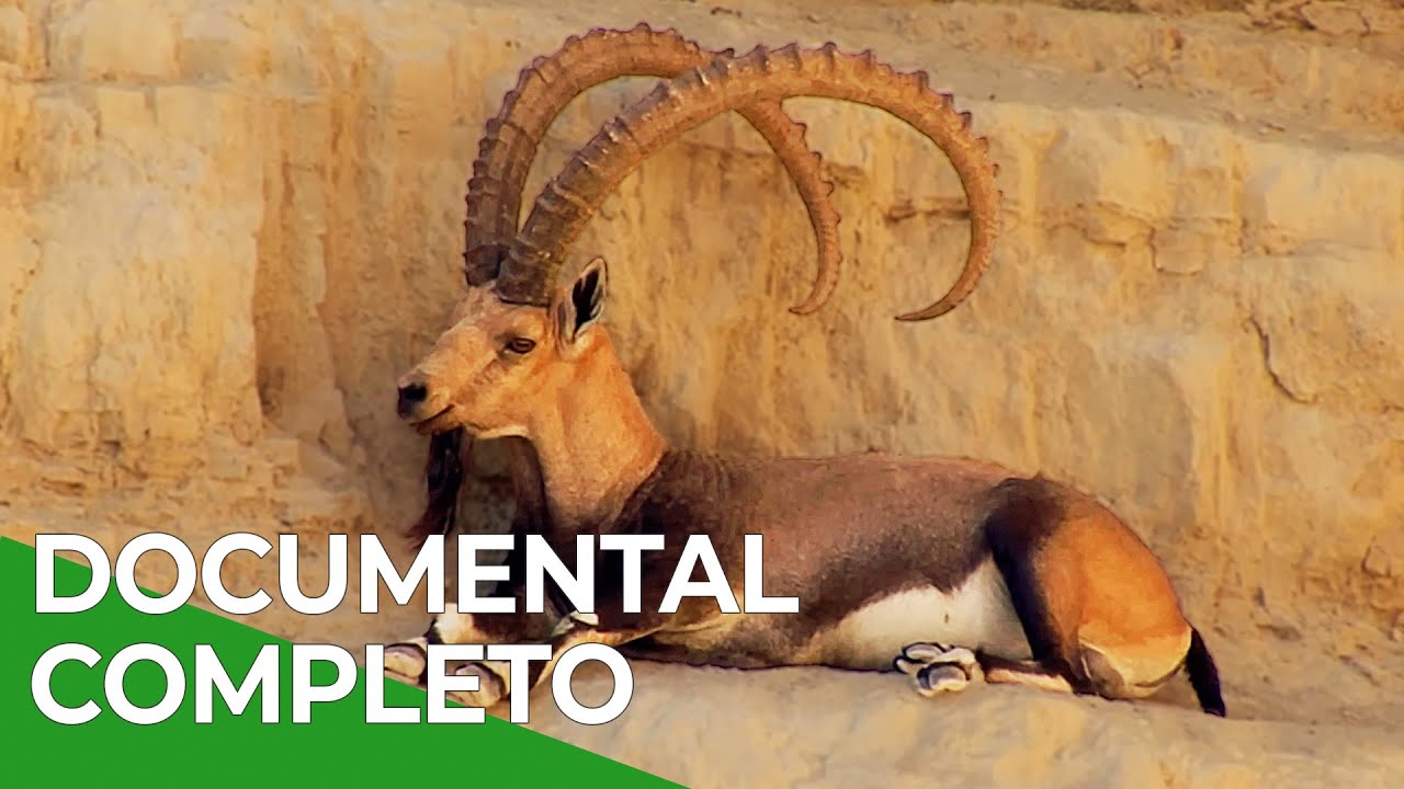 Milagros de la Naturaleza, Episodio Triple 10-13 | Free Documentary Nature - Español