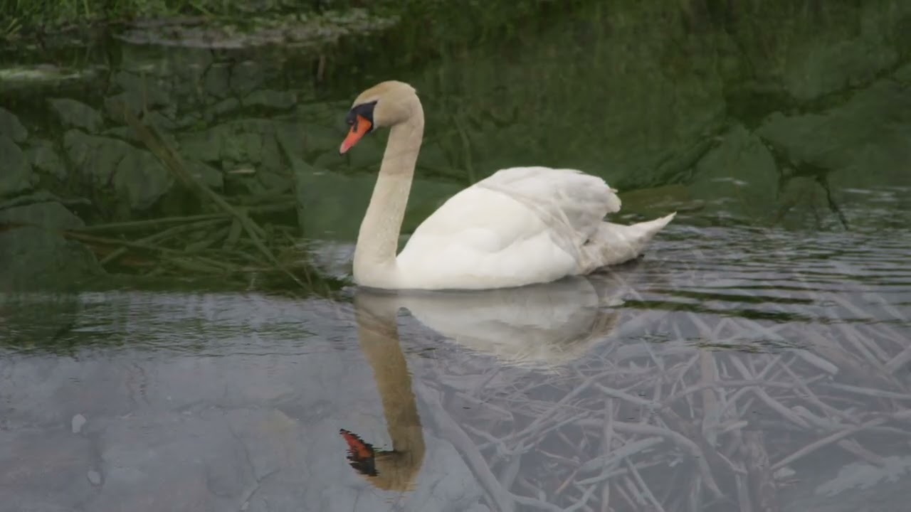 Les cygnes 🦢 