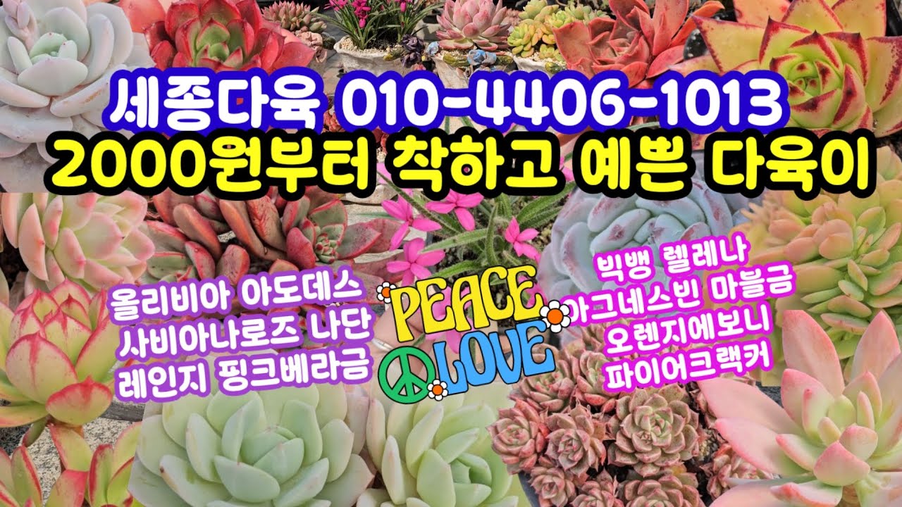 #다육이쇼핑 #세종다육 010-4406-1013 (26.3.16)🌸예쁘지 착하지 건강하지 득템 찬스 ~🤗