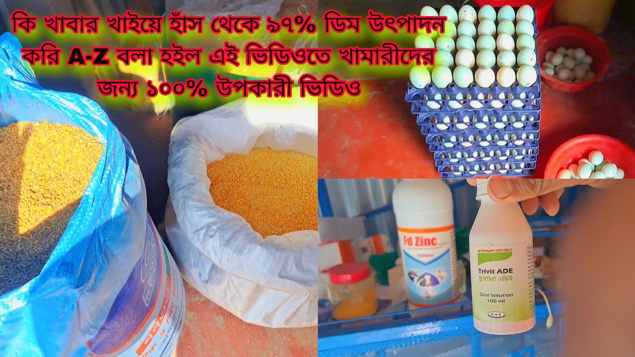 কি খাবার খাইয়ে হাঁস থেকে ৯৭% ডিম উৎপাদন করি A-Z বলা হইল এই ভিডিওতে খামারীদের জন্য ১০০% উপকারী ভিডিও