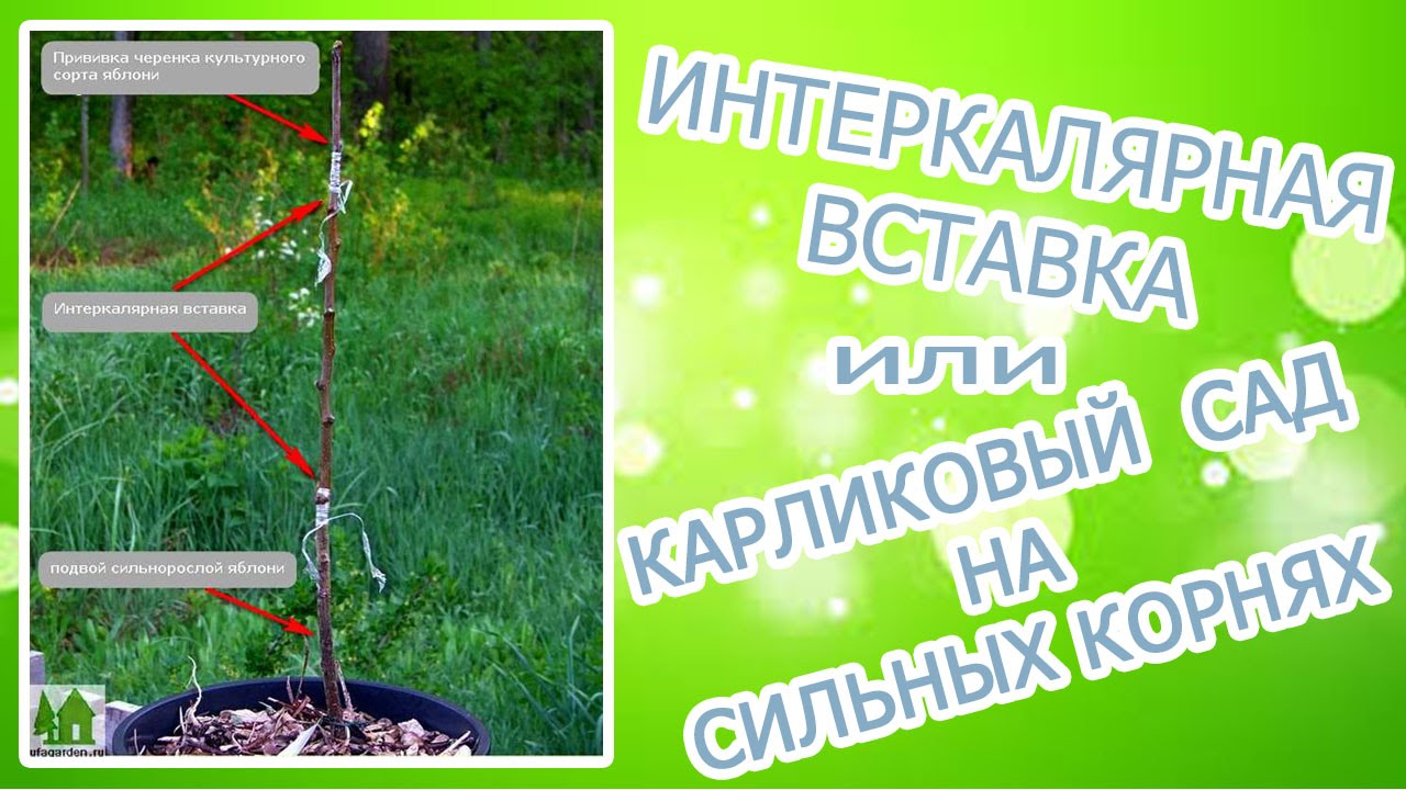 Слаборослые саженцы на сильных корнях. Что может Интеркалярна вставка?