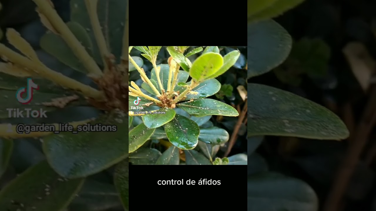 control de plagas en arbustos