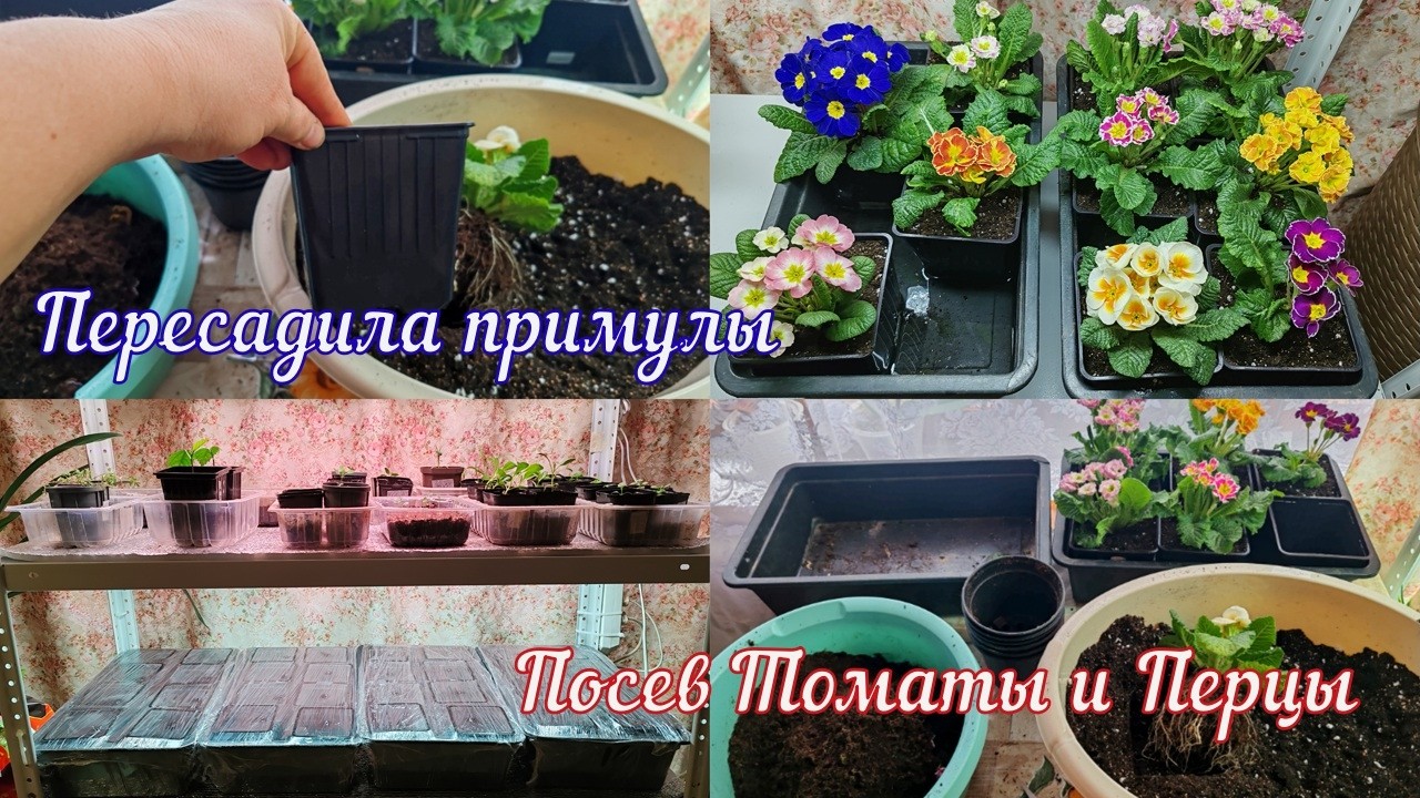 Чем поливаю после пересадки. Пересадила примулы в больший объем.Посеяла перцы и Томаты