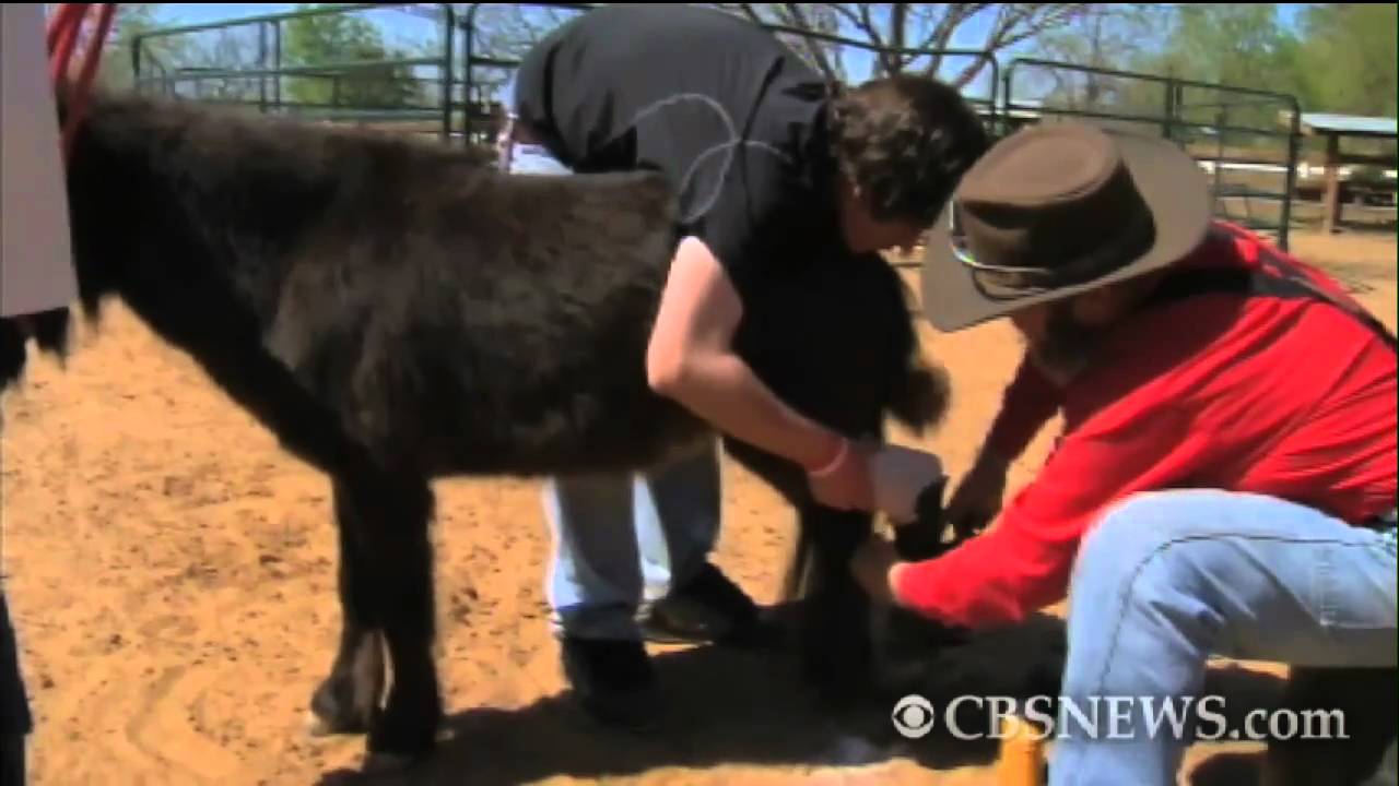 Mini-horse receives prosthetic leg