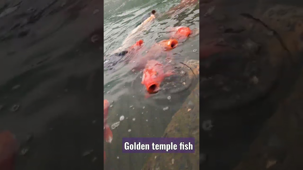 Amritsar Golden temple Fish ❣️ #youtubeshorts#viral #trending