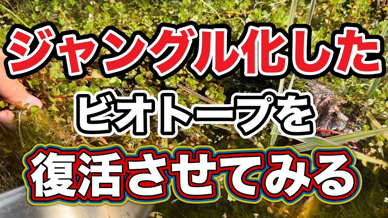 【ビオトープ初心者向け】ジャングル化したビオトープを、メダカが住める環境に出来るのか？