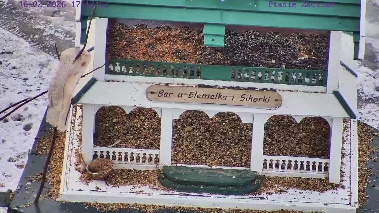 Karmnik na żywo - Bar u Elemelka