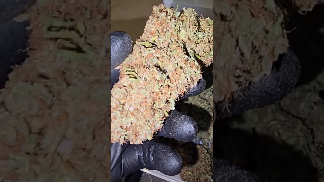💥 Opium by Divine Seeds  #cannabiscontent #cannabisdaily #growerscommunity #homegrown