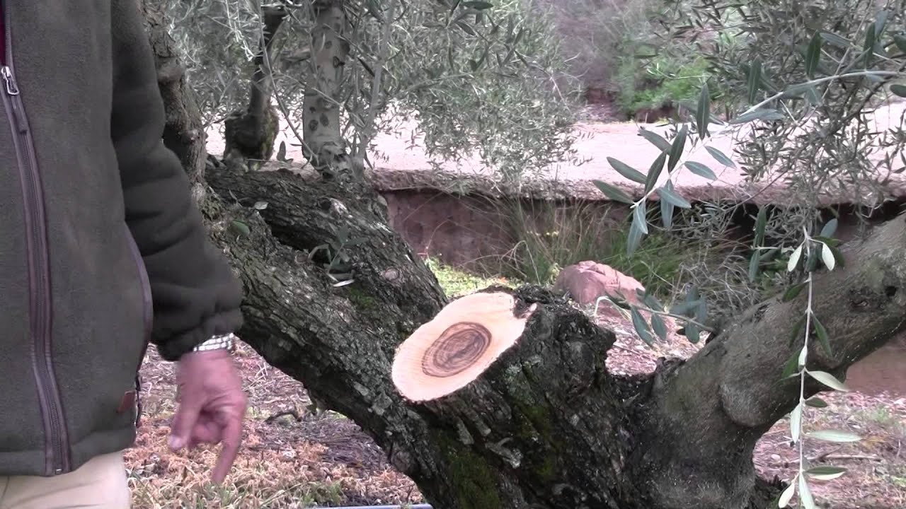 La Poda de Renovación del Olivo