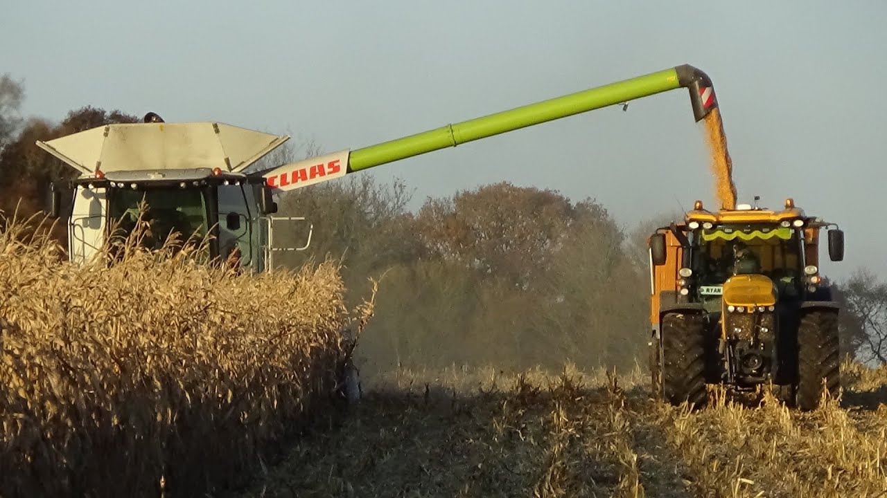 Maize Harvest 2021 - Combining Maize with Claas Lexion 770, JCB Fastracs and Fendt 939