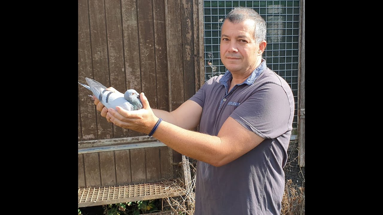 Pigeon-Master : Arnaud Capon