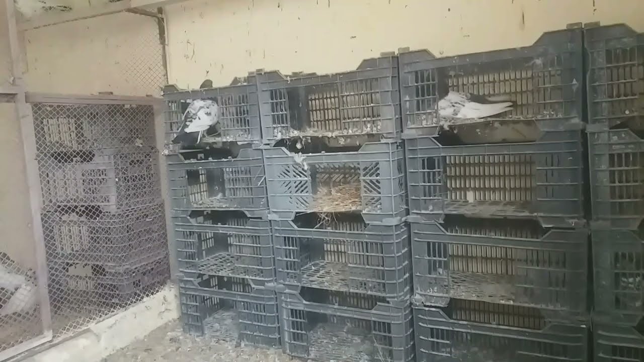 New video HAZARA PIGEONS ABBOTTABAD