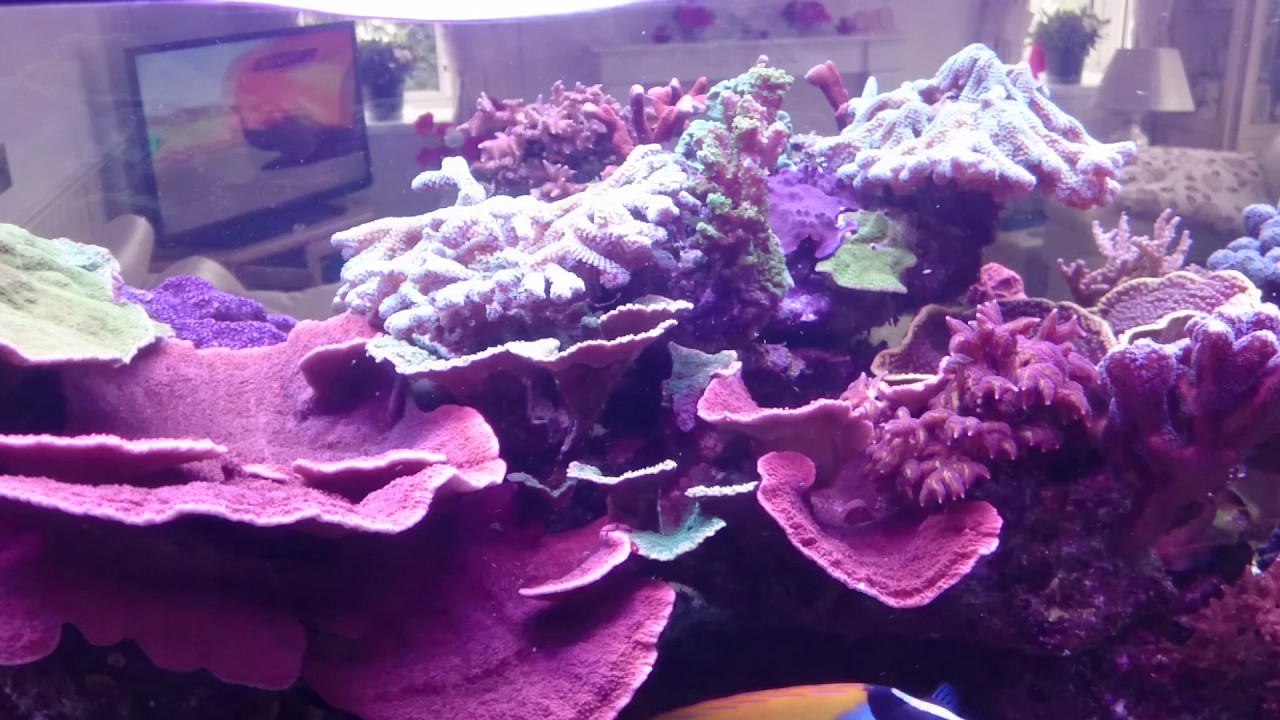 My tank useing natural sea water.