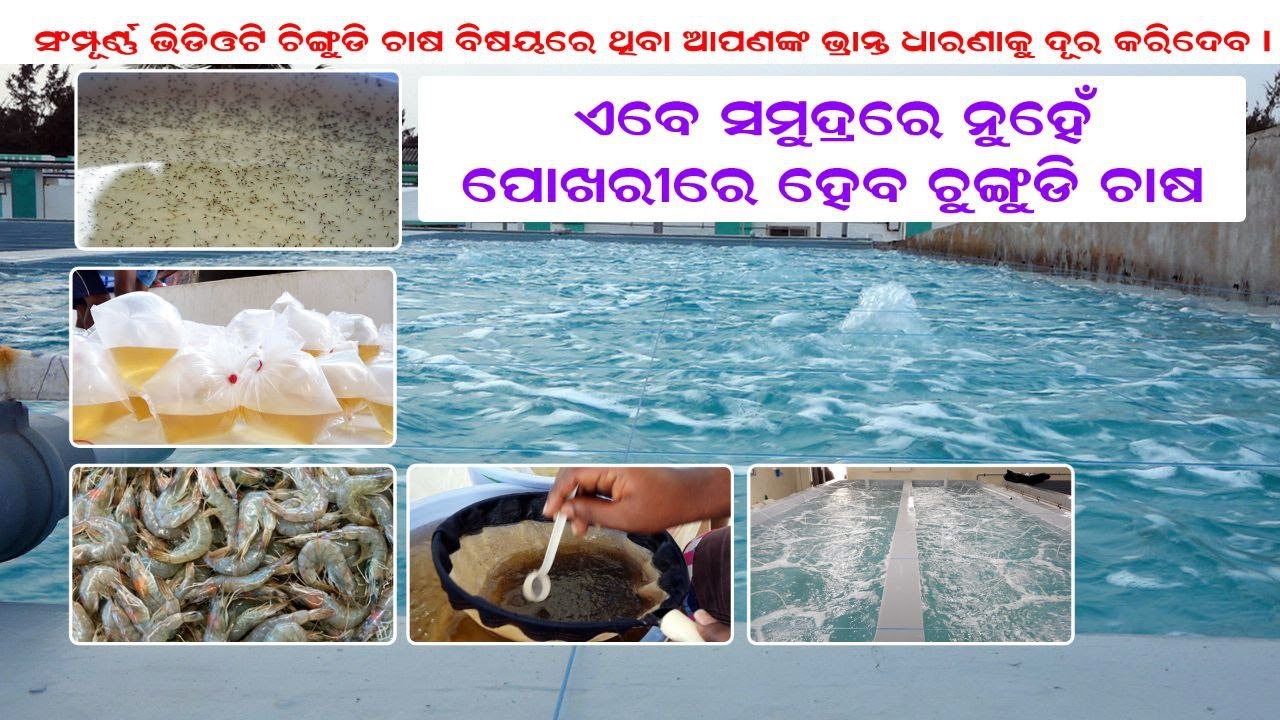 VENAMI  FARMING | SHRIMP  HATCHERY |  A TO Z INFORMATION |SHRIMP FARMING WITHOUT SEA WATER AND POND