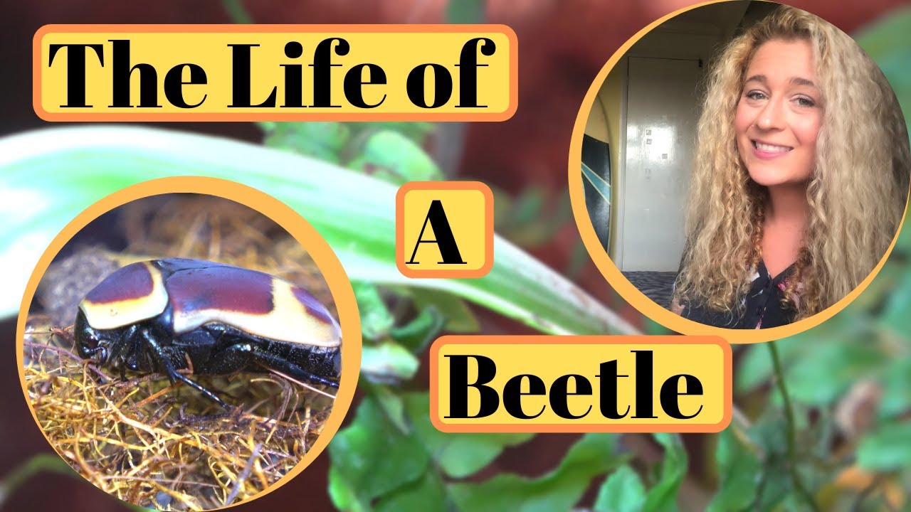 All About Sun Beetles, With Shelby On Safari!!