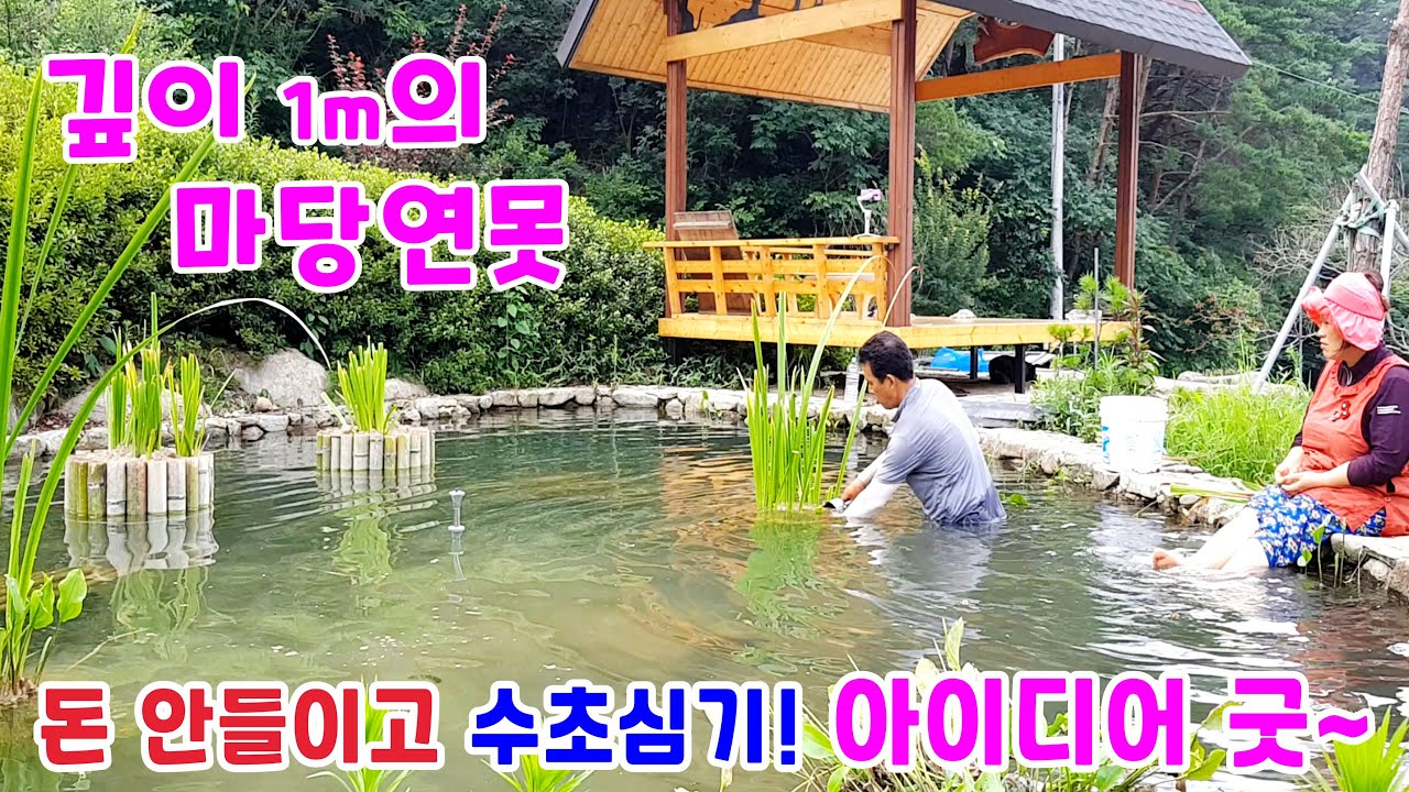 깊이 1m 마당 연못~ 돈 안들이고 수초심는 방법!!! 아이디어 대박~