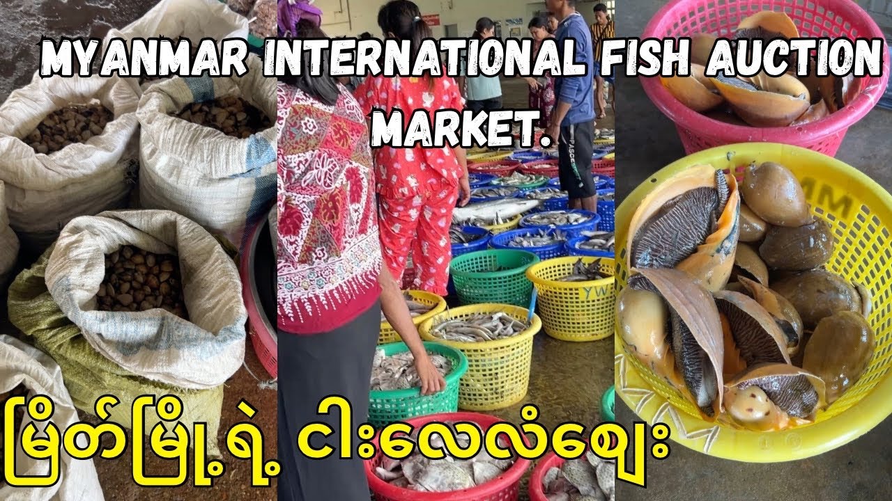 Myanmar International Fish Auction Market (မြိတ်ငါးလေလံစျေး)