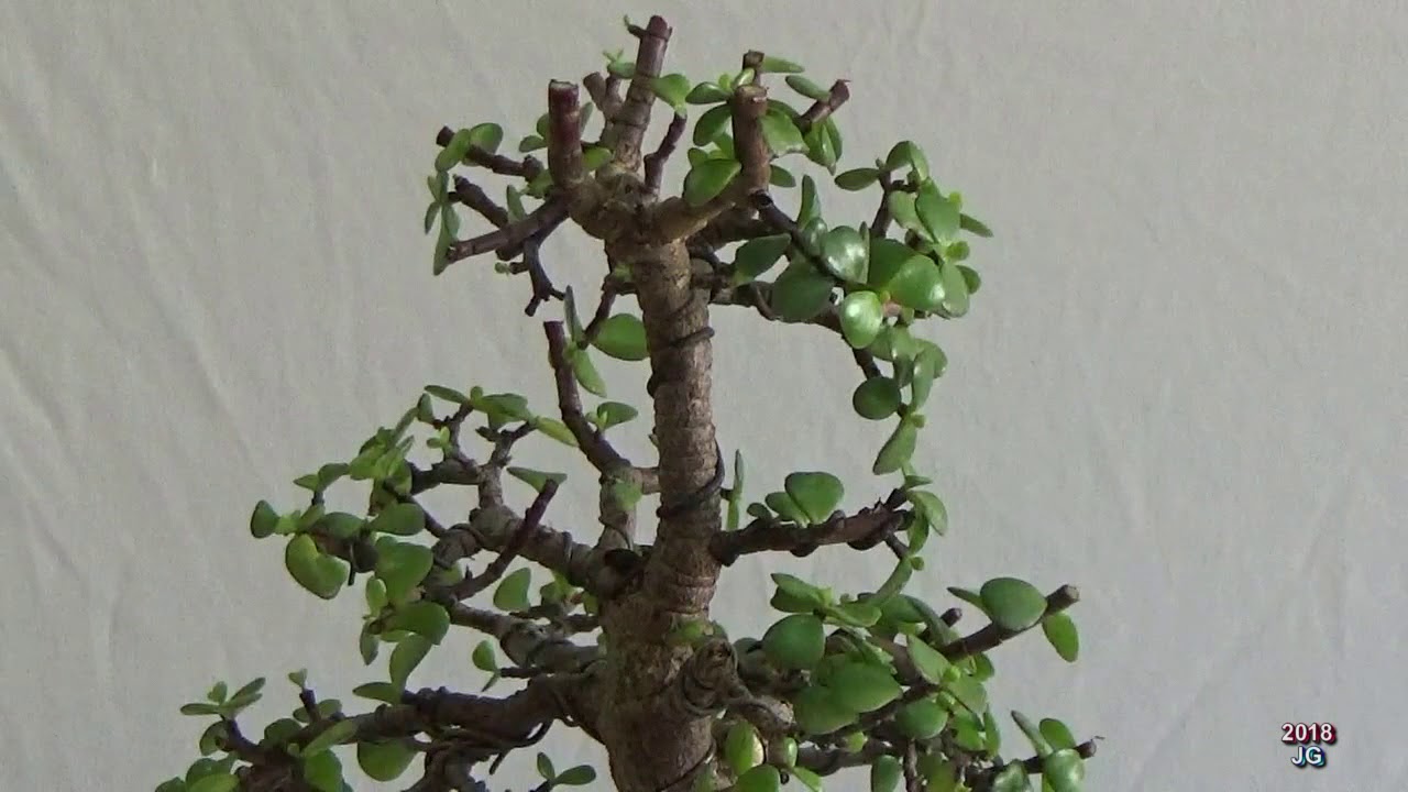 Portulacaria Afra desde 0+1  4ª parte Poda primaveral y selección masas foliares 2018  V. formal