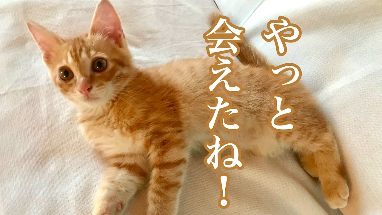 子猫のバンザイ寝／紅葉・だるま夕日・カリンシロップ