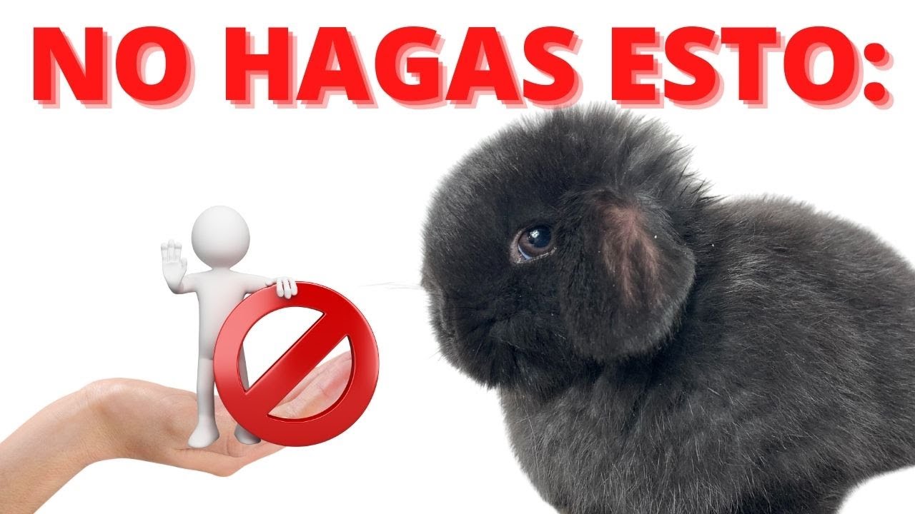 ⚠ 3 ERRORES Al Tener CONEJOS En CASA, Mucho Cuidado!