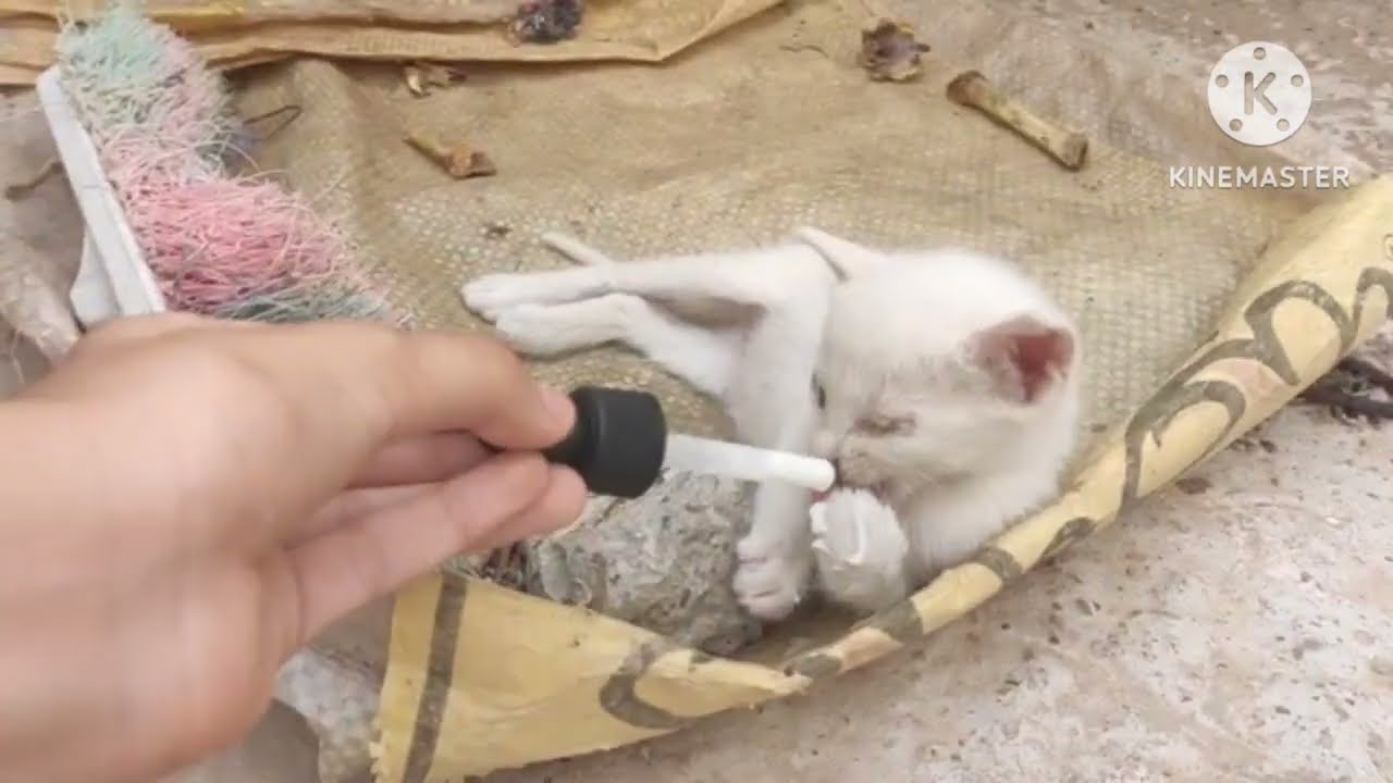 Sick Kittens Needed Help — I Couldn’t Walk Away💔🐈🐾 #SickKittens