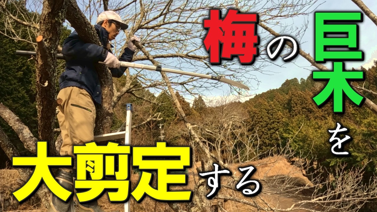 梅の巨木を大剪定する小屋暮らし弱者男性