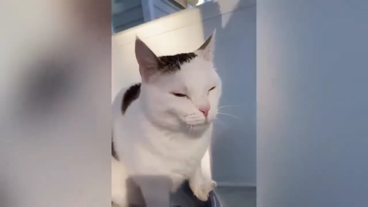 Try not to laugh