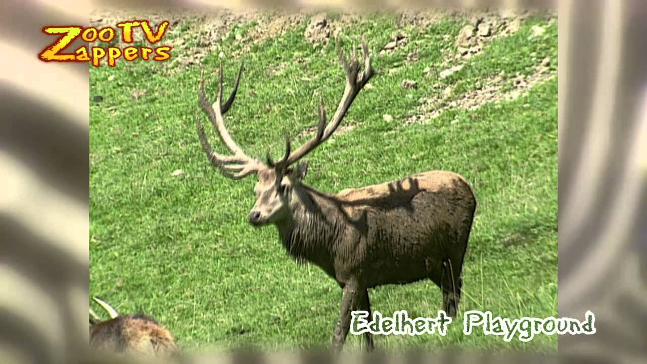 ZooZappers - Red Deer - Roodwild #03