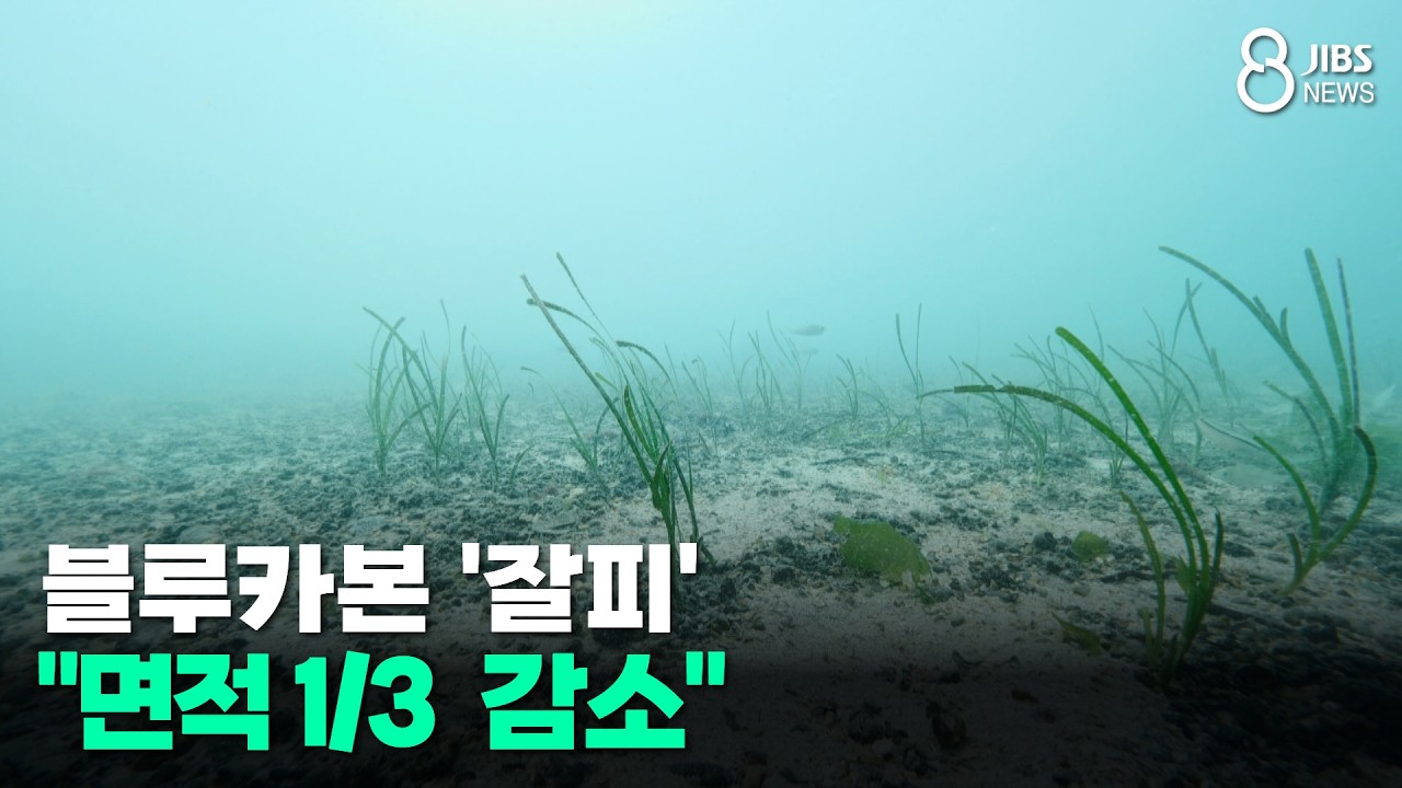 블루카본 '잘피'...