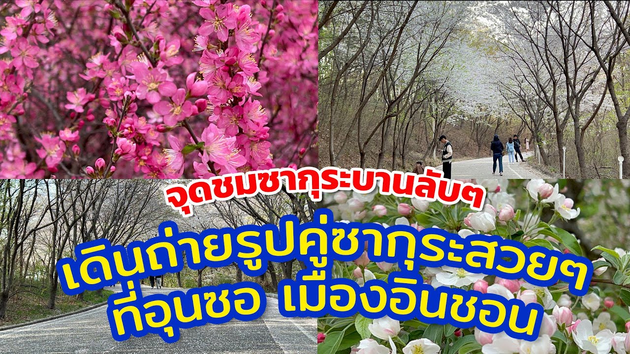 รีวิวเกาหลีเที่ยวล่าสุด2023 พิกัดลับชมดอกซากุระบานใกล้โซลที่ Sebang Forest Park เขตอุนซอ เมืองอินชอน