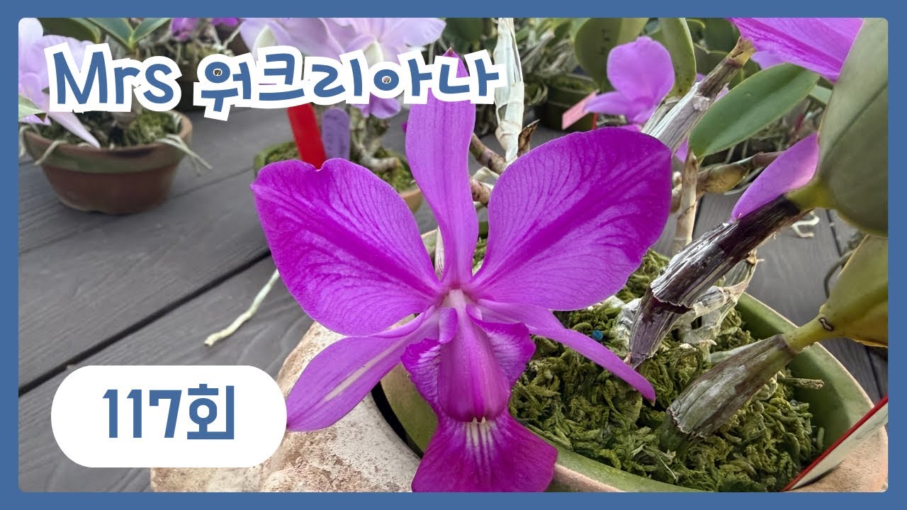 Mrs.워크리아나의117번째 이야기