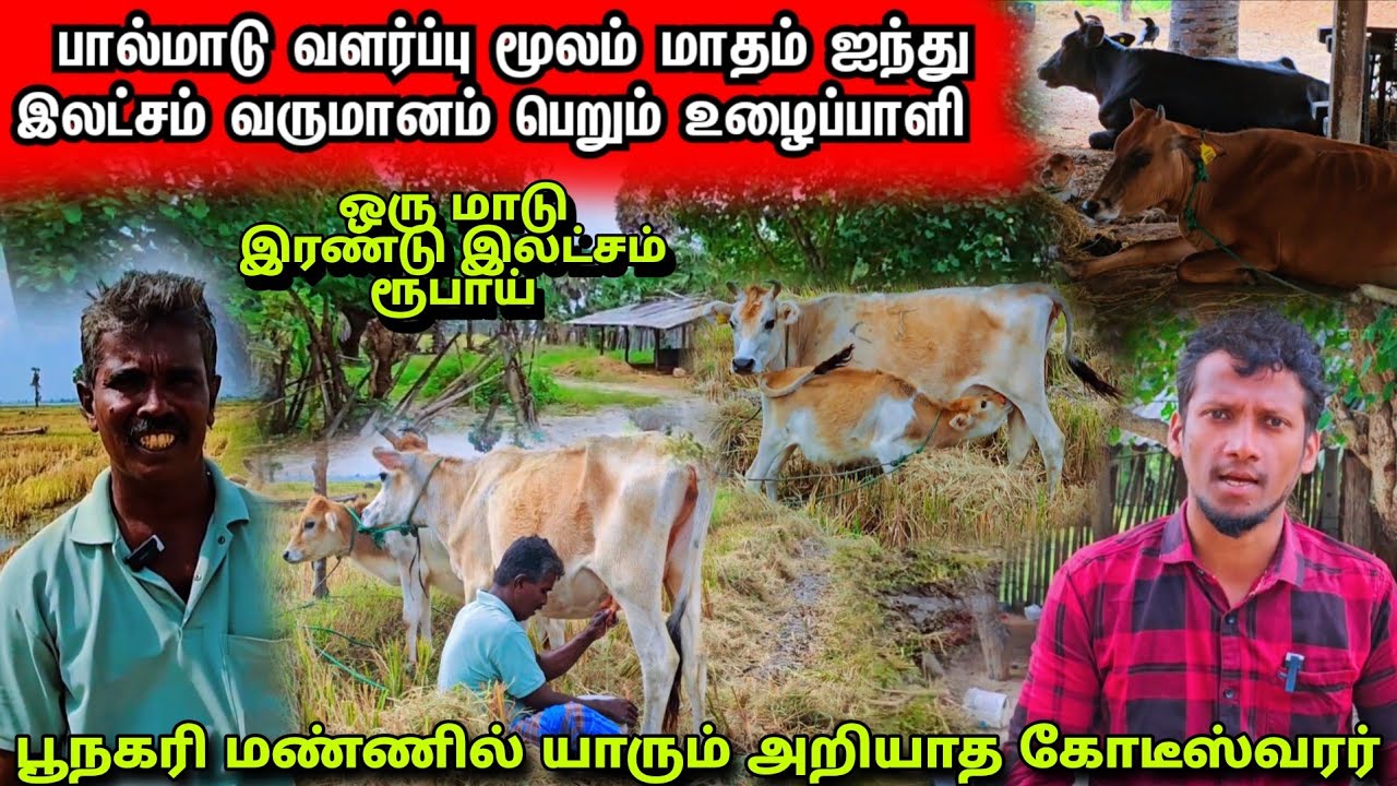 பால்மாடு வளர்ப்பு மூலம் மாதம் ஐந்து இலட்சம் வருமானம் பெறும் பூநகரி மண்ணின் கோடீஸ்வர உழைப்பாளி