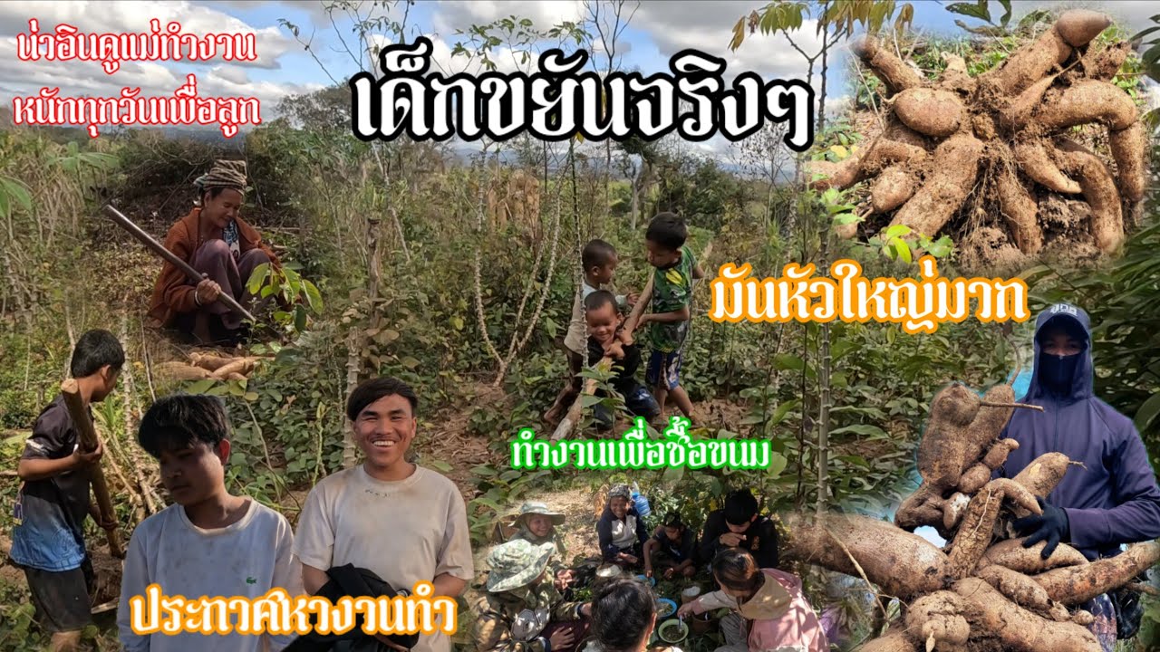 ກົ້ນມັນ//ก้นมันสำปะหลัง ราคามันปีนี้? | 7 กุมภาพันธ์ ค.ศ. 2026