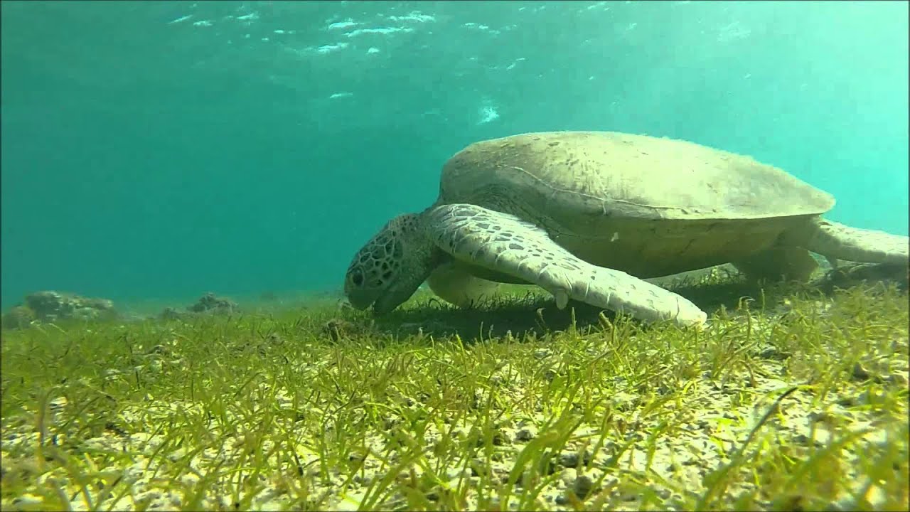 Mayotte 2014