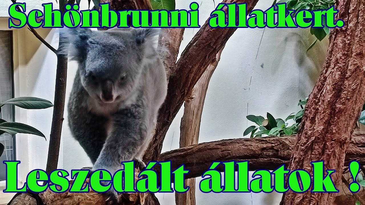 Schönbrunn ZOO. A leszedált állatok !