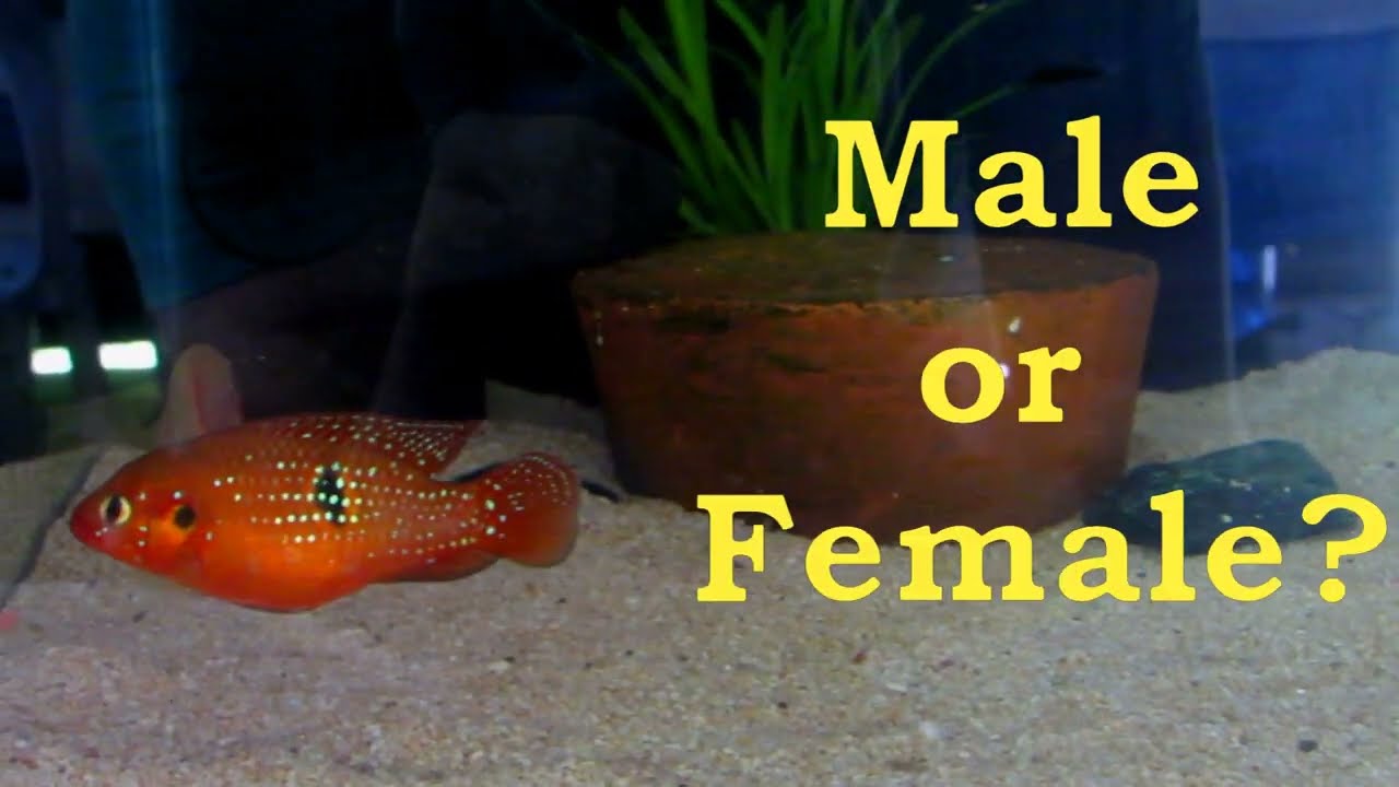 How to identify female and male Red Jewel Cichlids.