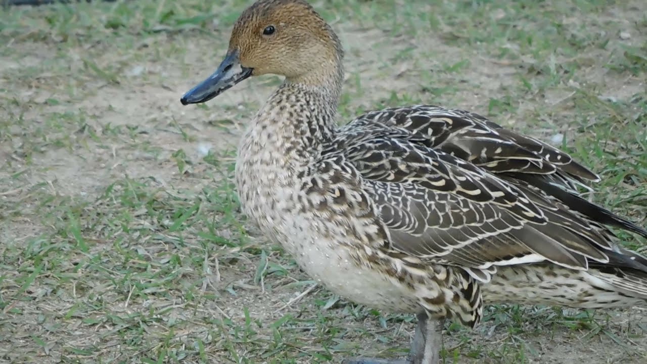 オナガガモ　メス　Anas acuta