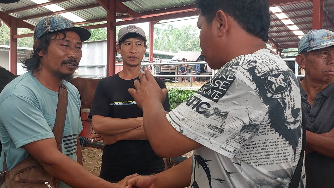 BARU DATANG SAPI SUPER NEGO 52JUTA❗️PASAR GEGER