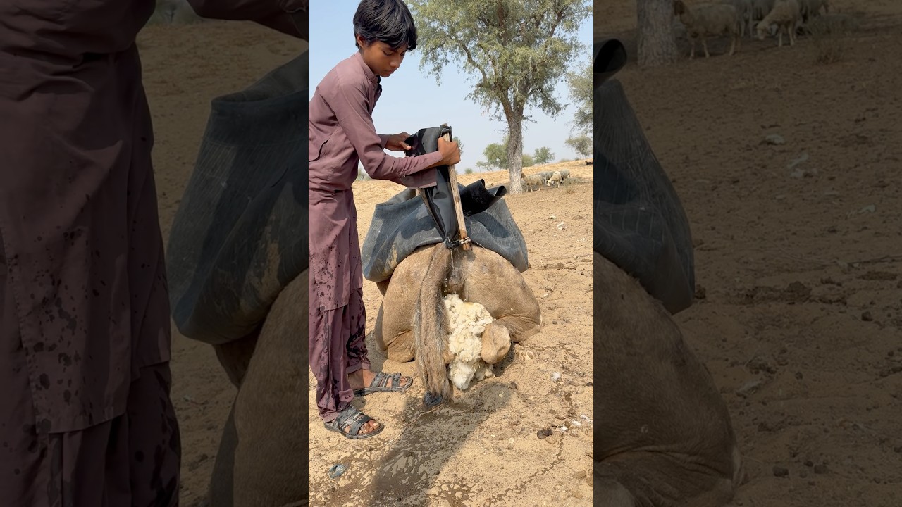 رعاية الناقة العجوز وتبريدها بالماء في حرّ الصحراء