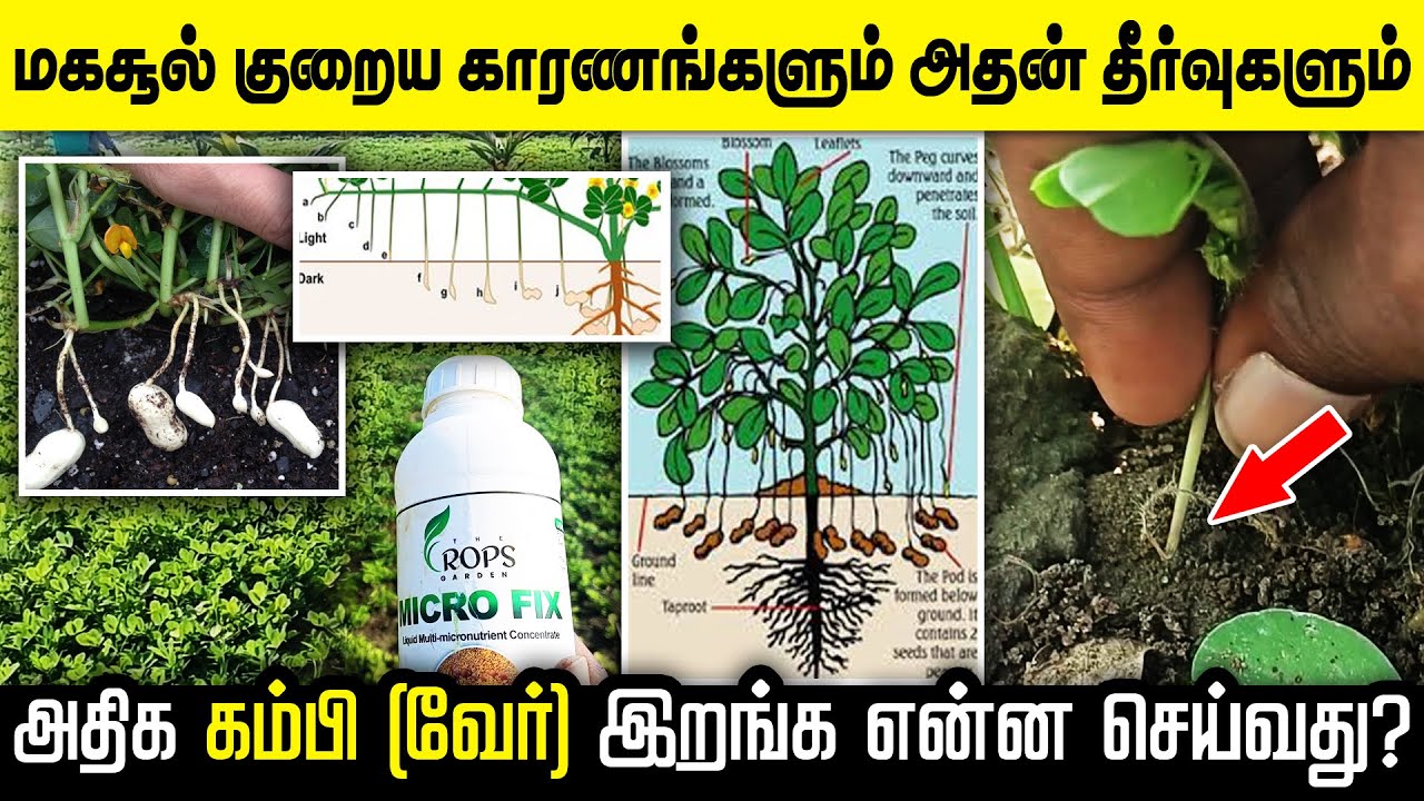 நிலக்கடலை பயிர் செய்யும் முன் கவனிக்க வேண்டியவை ? கடலை உரம் பற்றிய முழு விளக்கம் - GROUNDNUT  |PEG