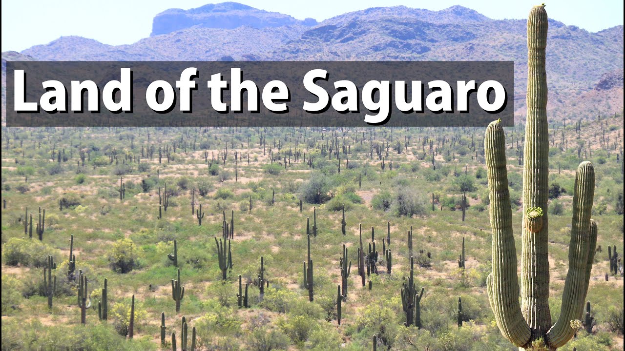 Hiking Through the History of Saguaro National Park