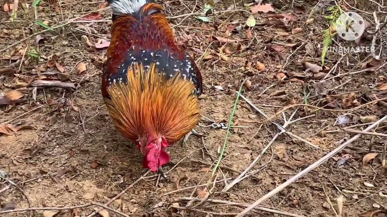 Bẫy gà rừng/cuab qaib qus mag zoo hnub27/12/2024