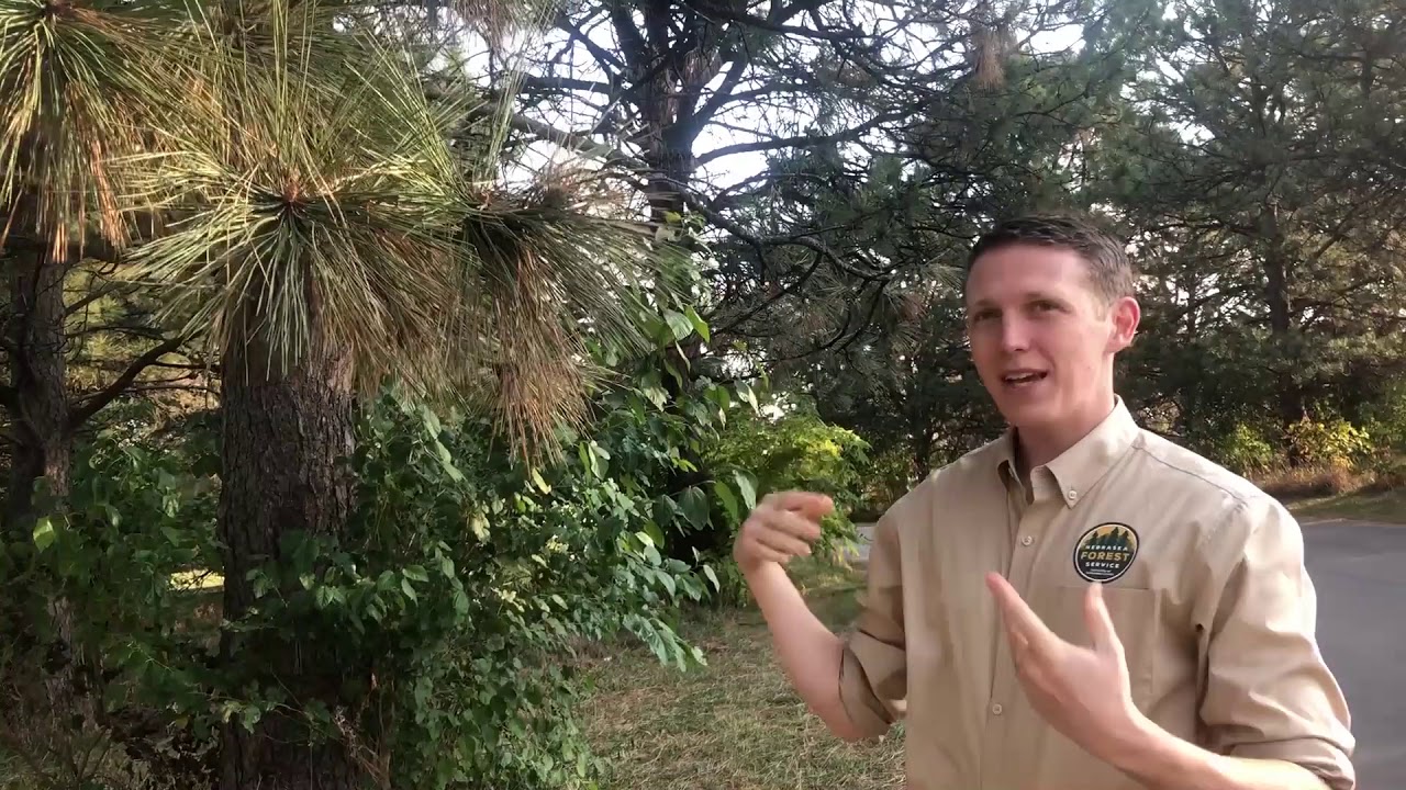 Pine Needle Drop in the Fall