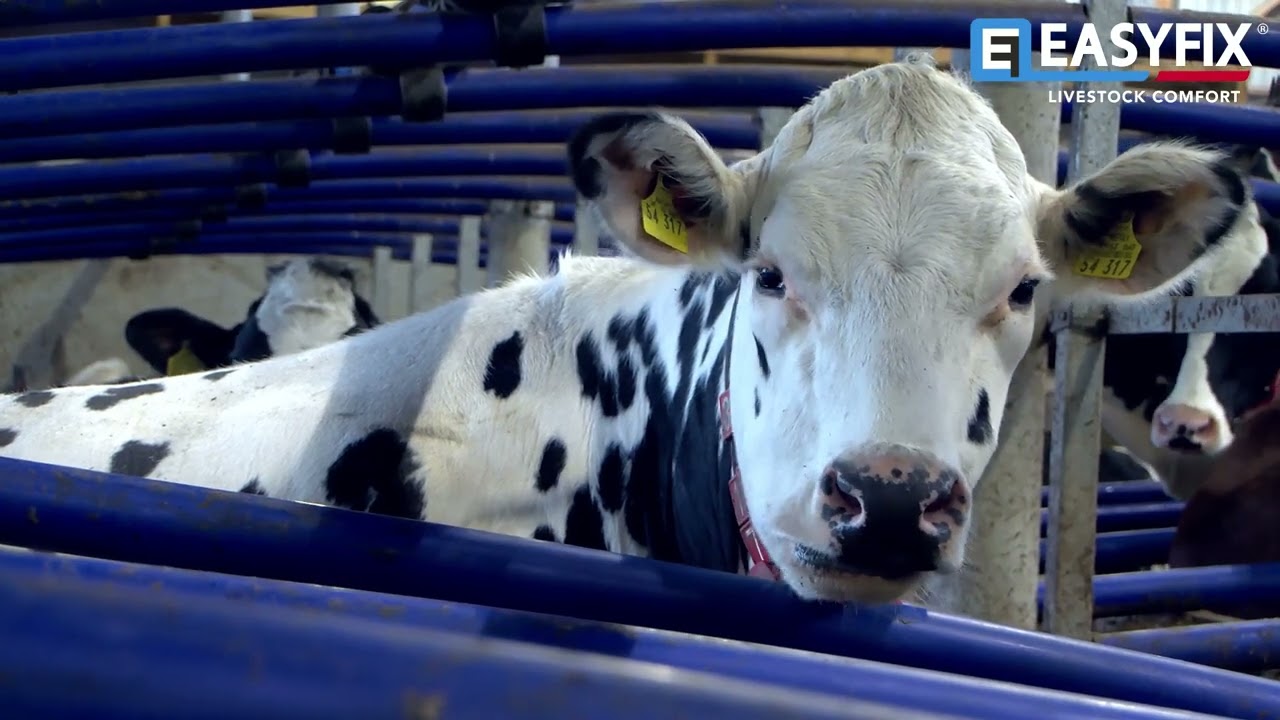 Milchviehbetrieb, Lindenberg, Deutschland | EASYFIX-Stalleinrichtung
