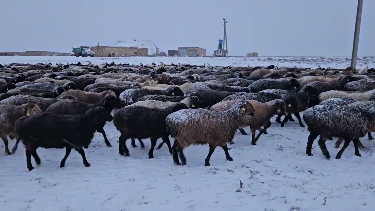 Қойлар | қар | тоғыт