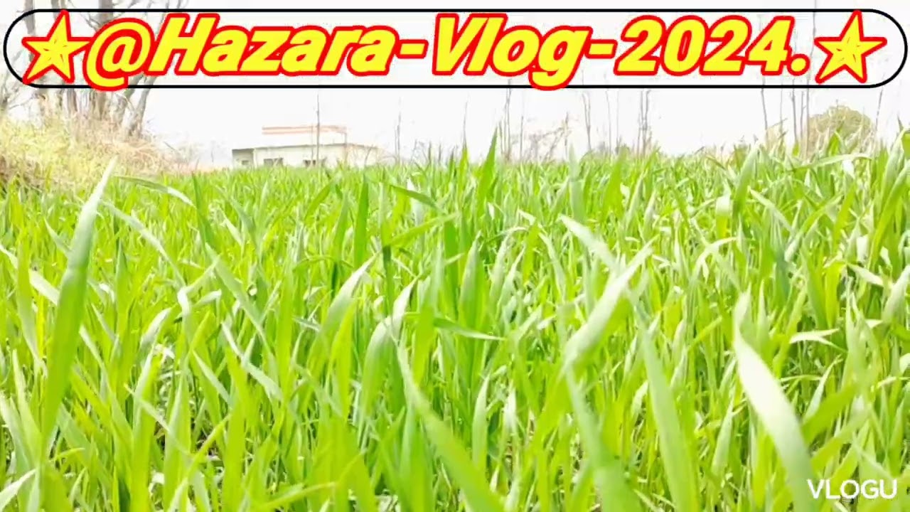 @Hazara-Vlogs-2024.